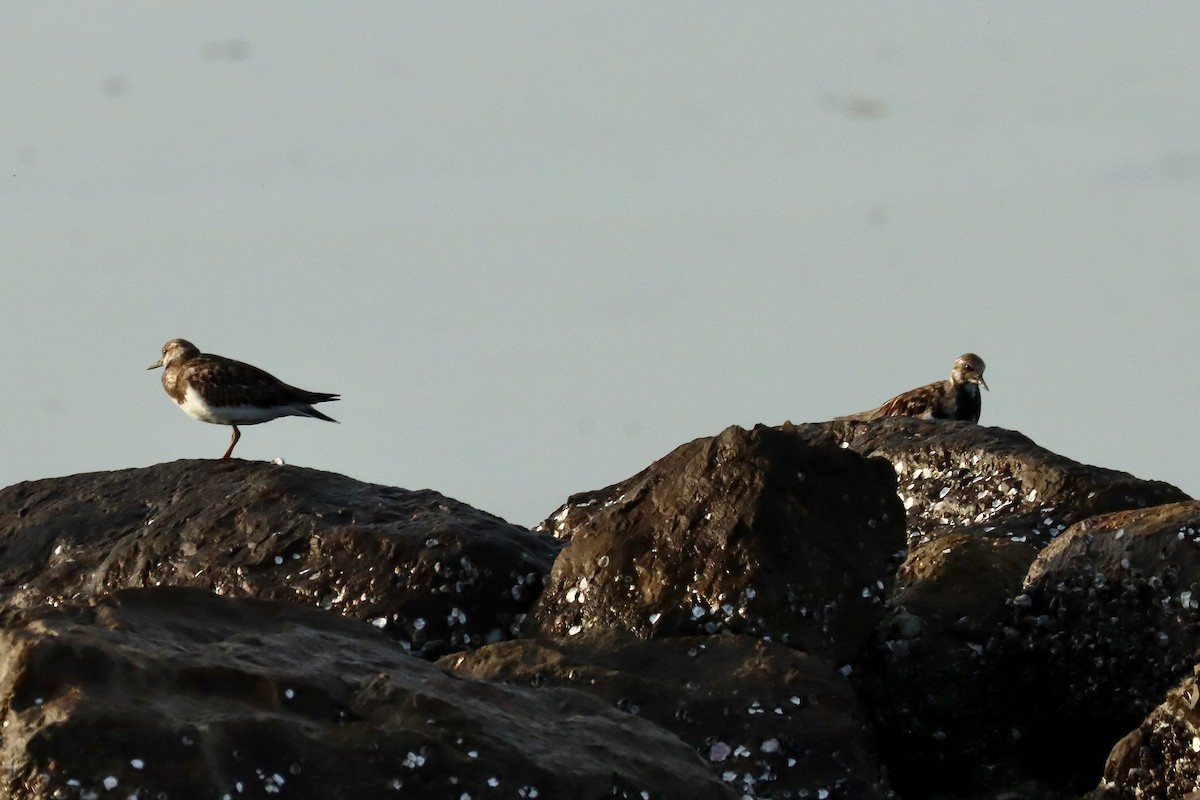 Ruddy Turnstone - ML642958619