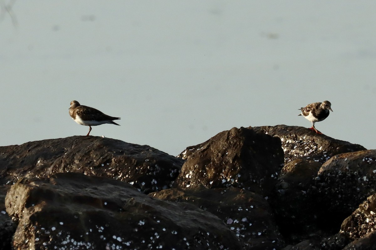 Ruddy Turnstone - ML642958620