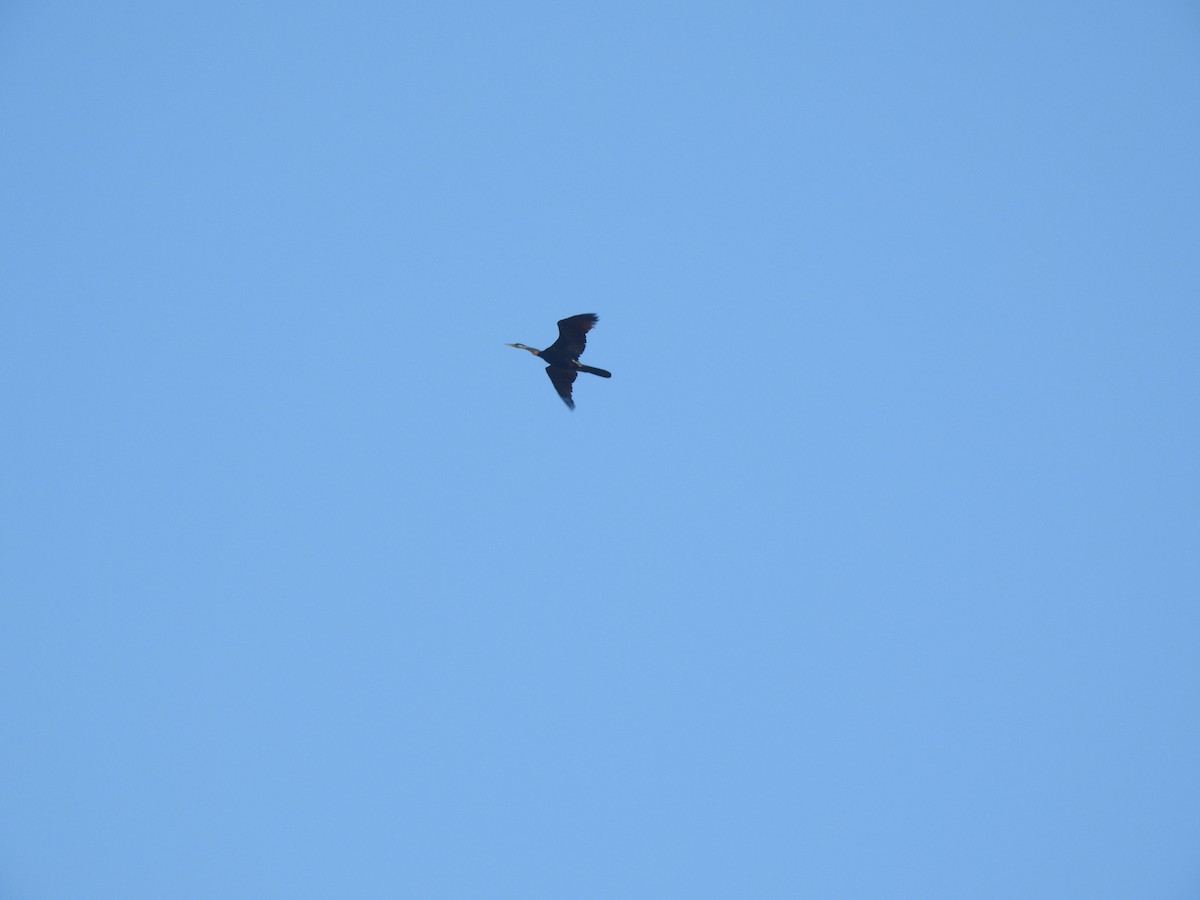 Oriental Darter - ML642958637