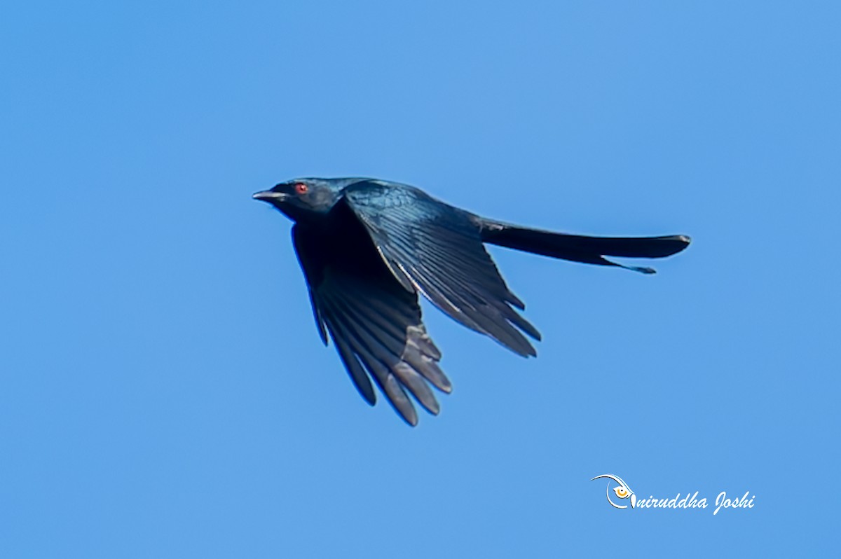 askedrongo - ML642958640