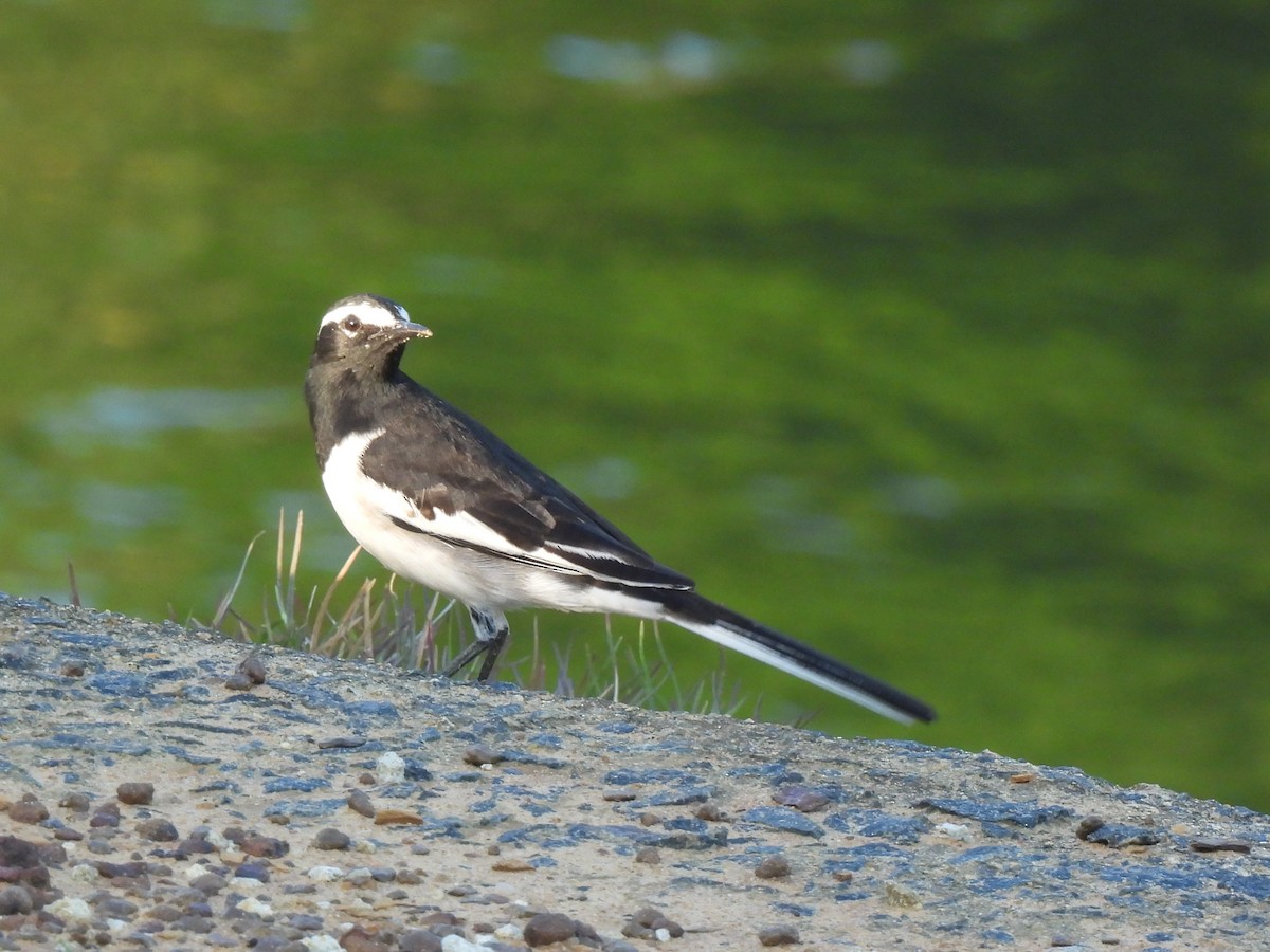 skjæreerle - ML642958648