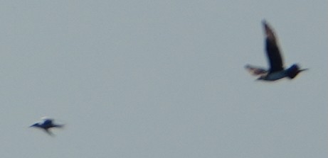 tyvjo - ML642958670