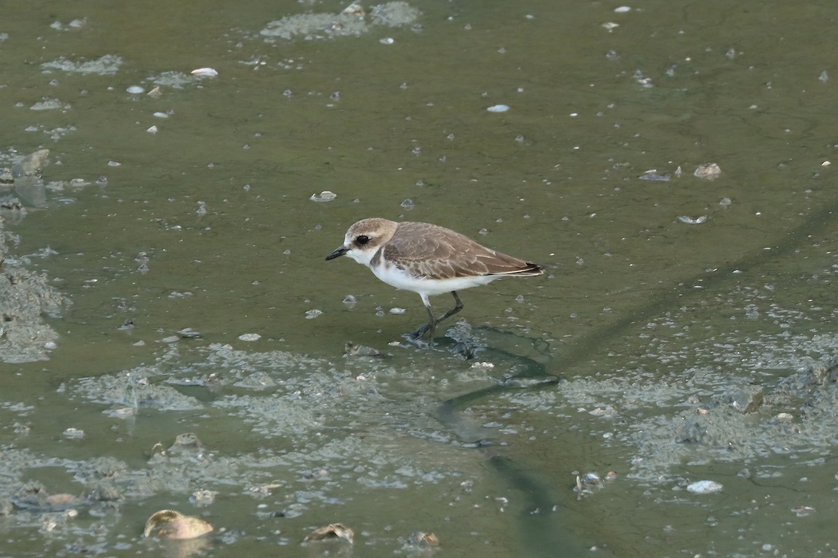 Tibetan Sand-Plover - ML642958677