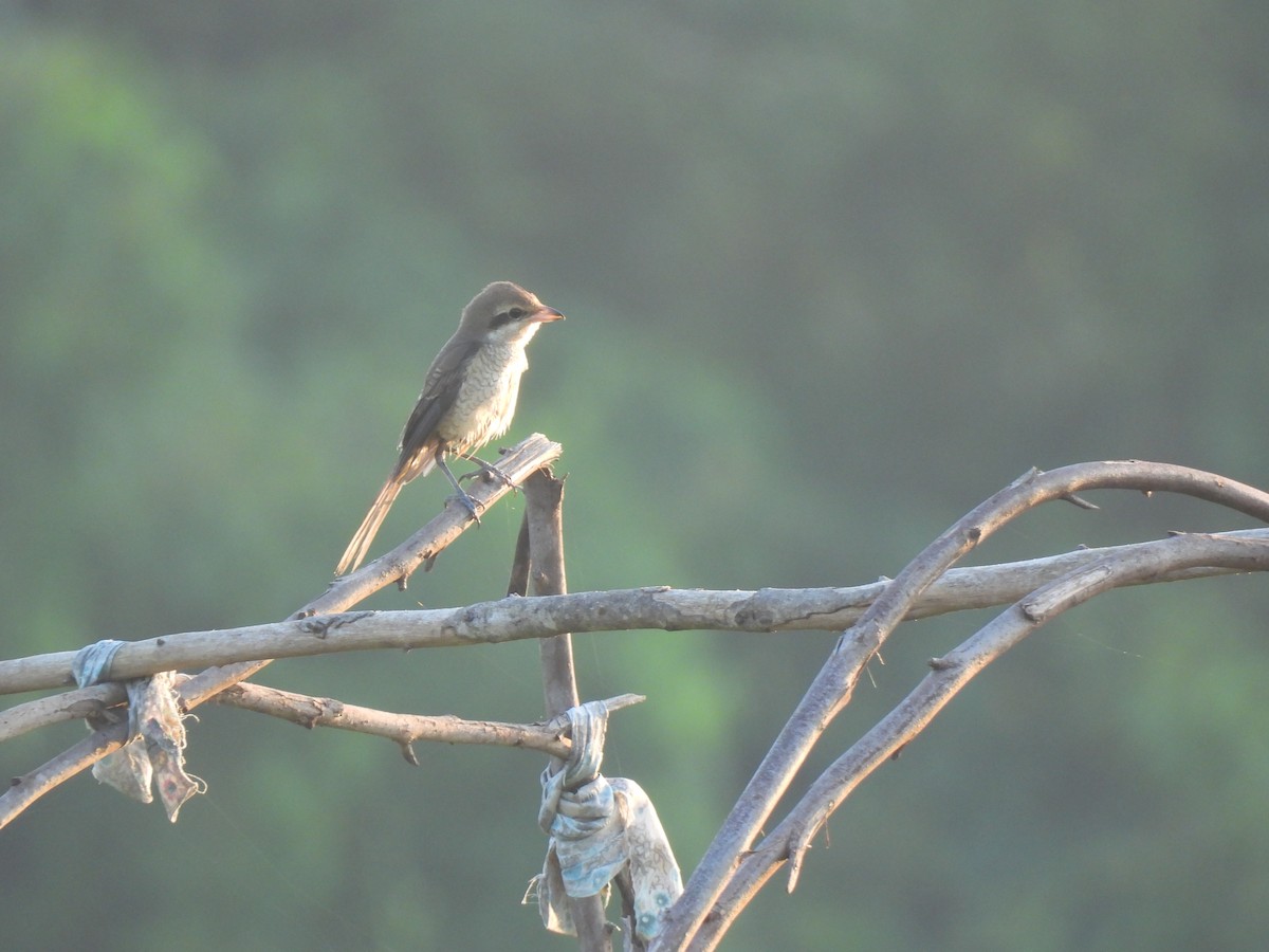 Brown Shrike - ML642958678