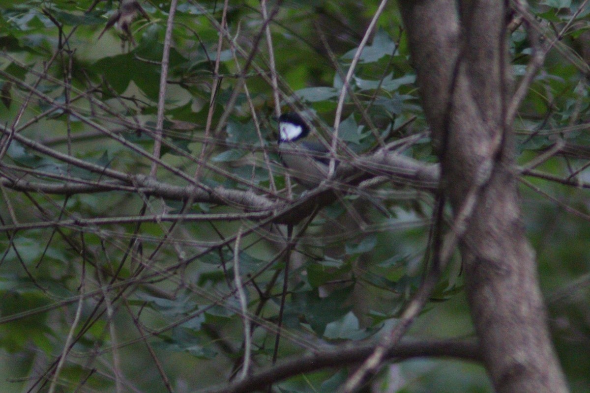 Asian Tit - ML642958679