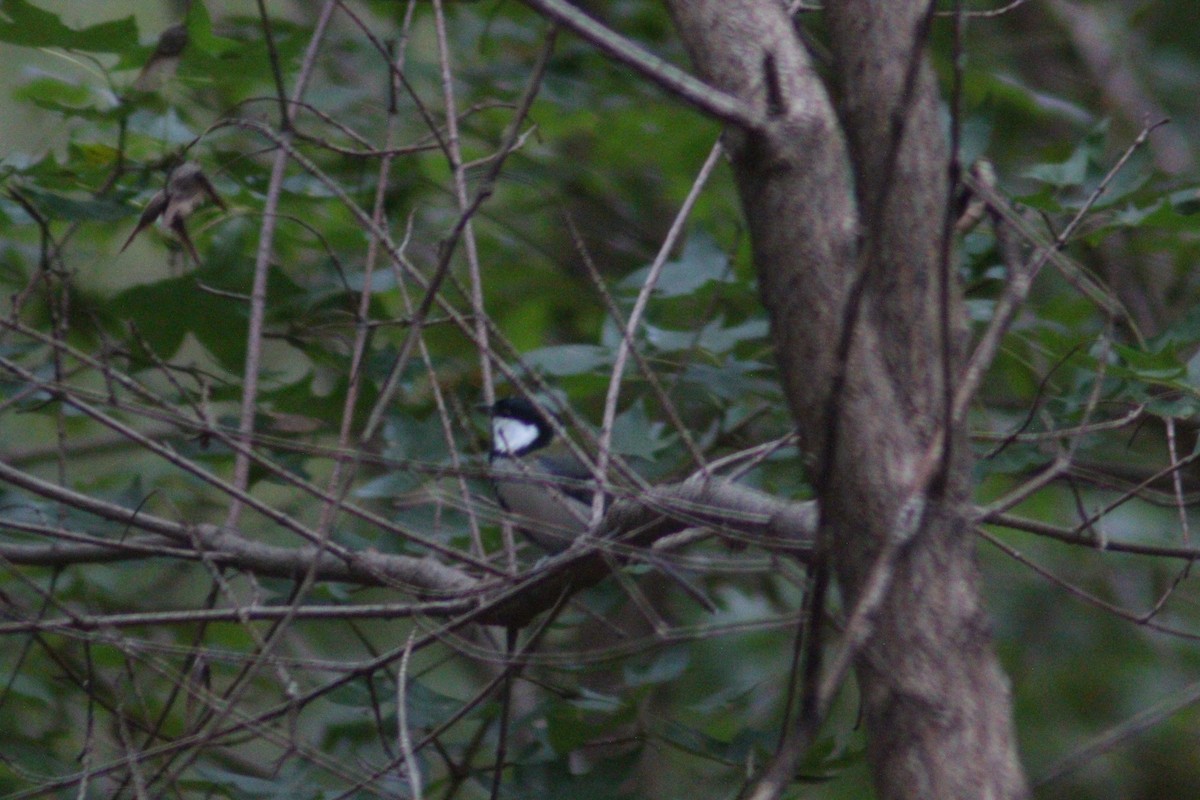Asian Tit - ML642958680