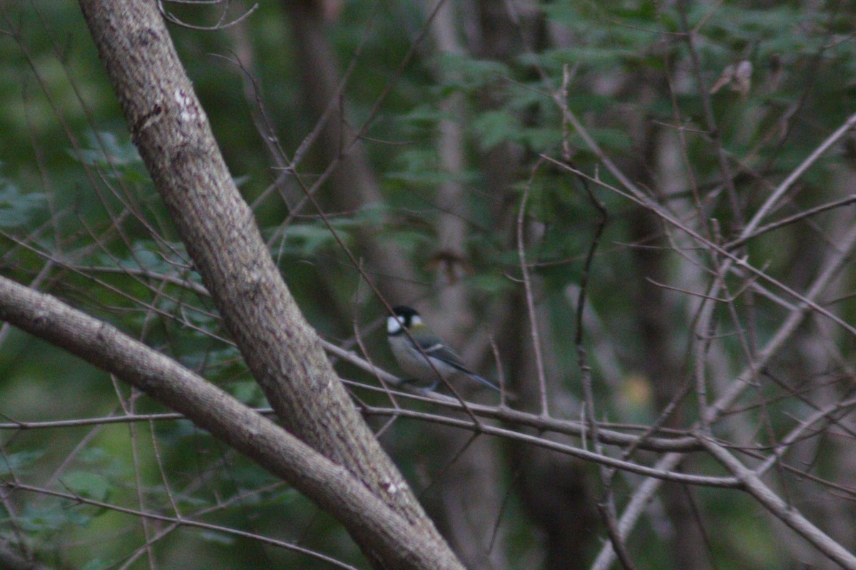 Asian Tit - ML642958681