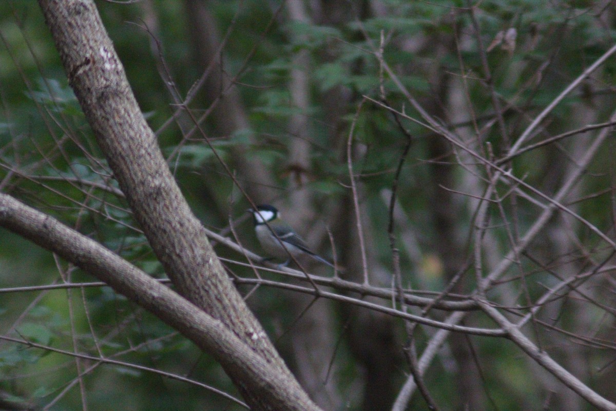 Asian Tit - ML642958682