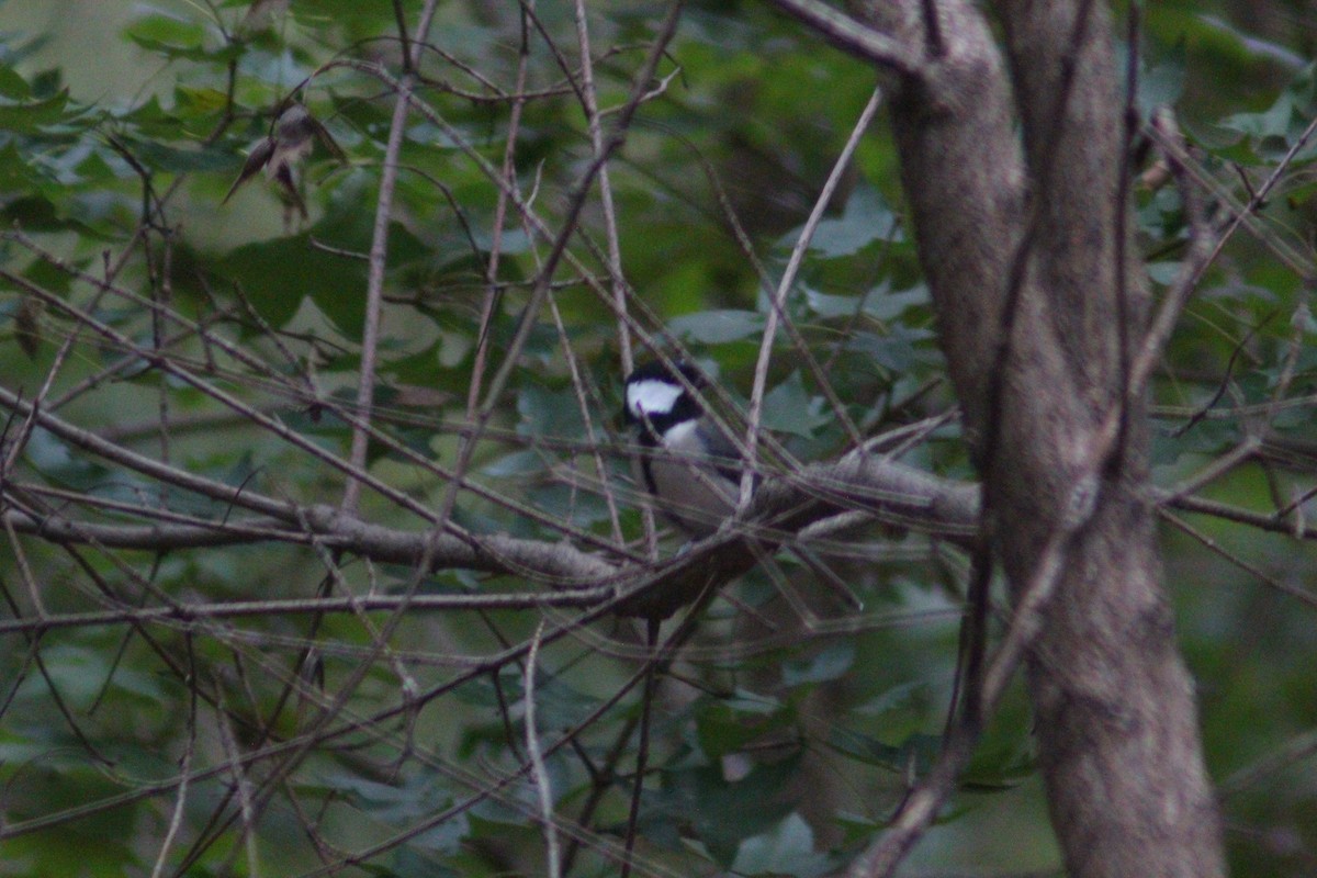 Asian Tit - ML642958683