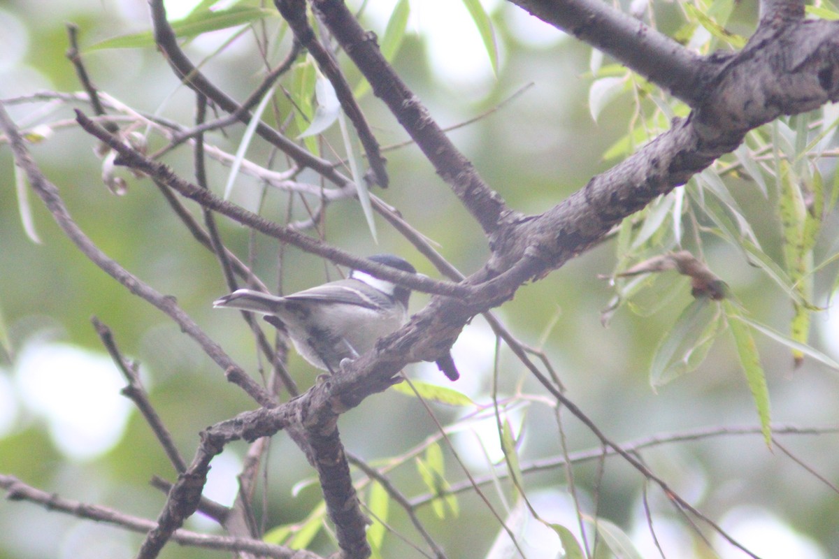 Asian Tit - ML642958685