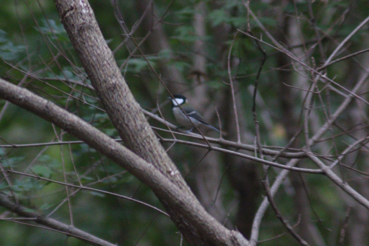 Asian Tit - ML642958686