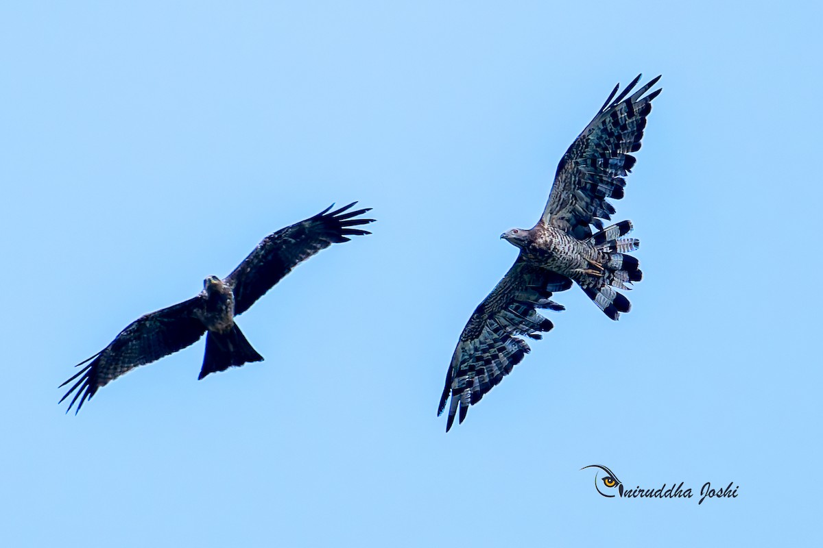 Oriental Honey-buzzard - ML642958687