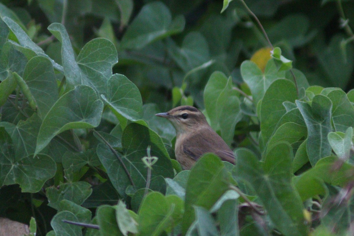 Black-browed Reed Warbler - ML642958688