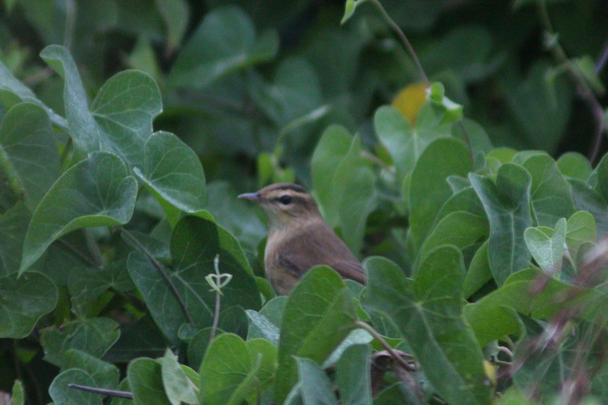 Black-browed Reed Warbler - ML642958689