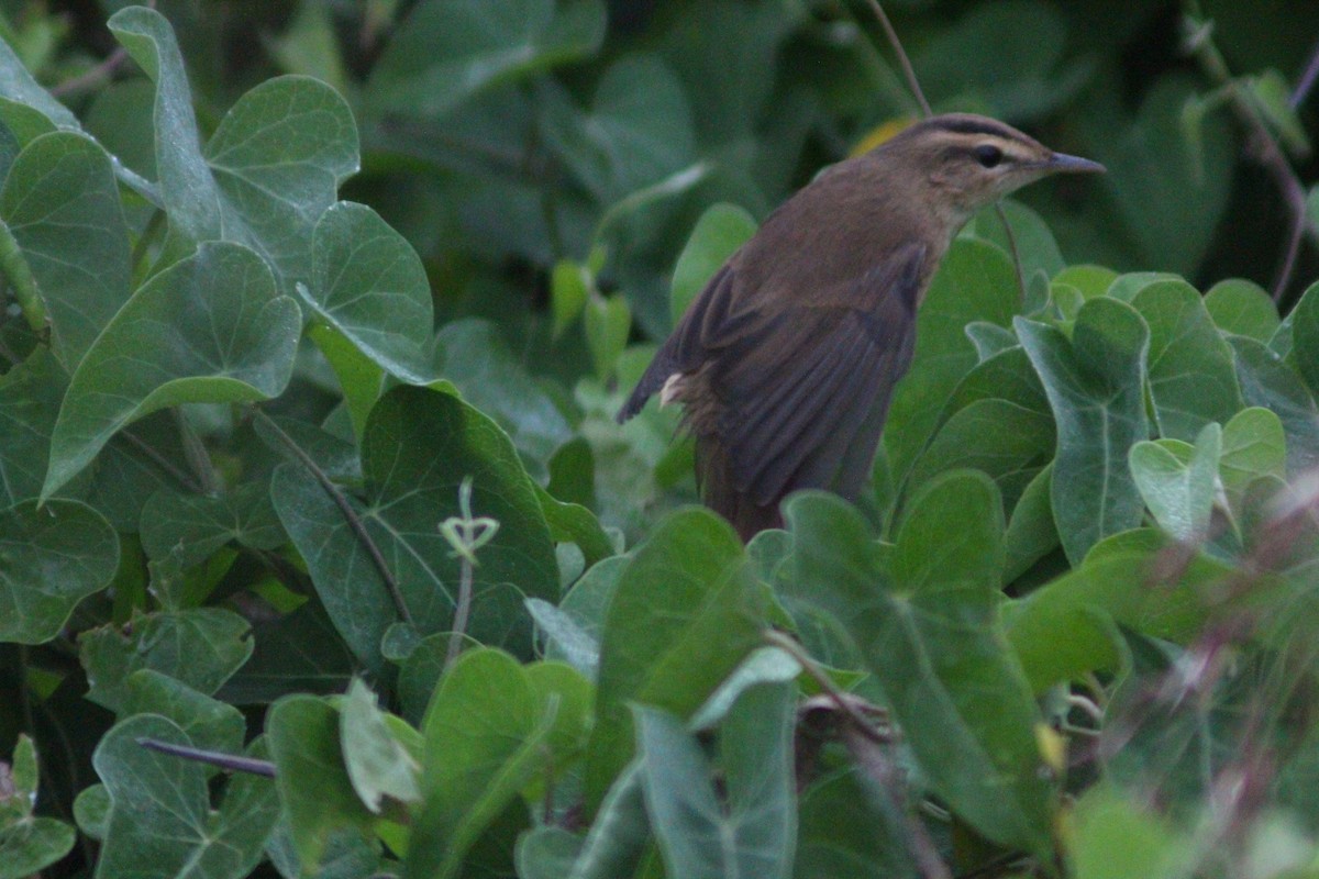 Black-browed Reed Warbler - ML642958690