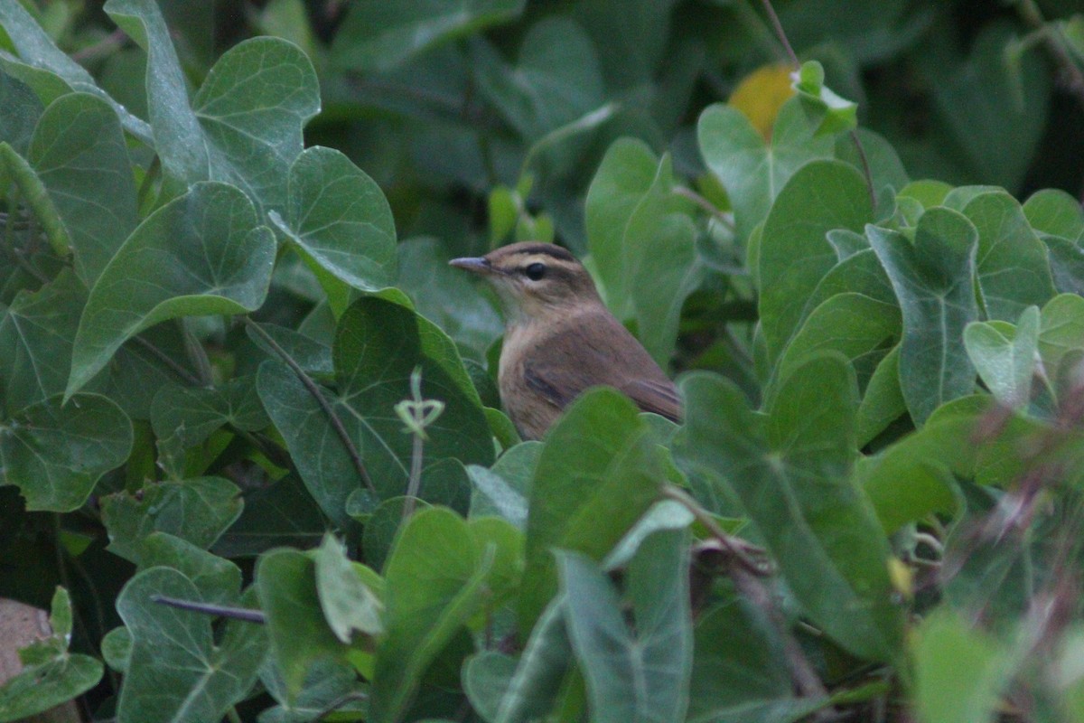 Black-browed Reed Warbler - ML642958691