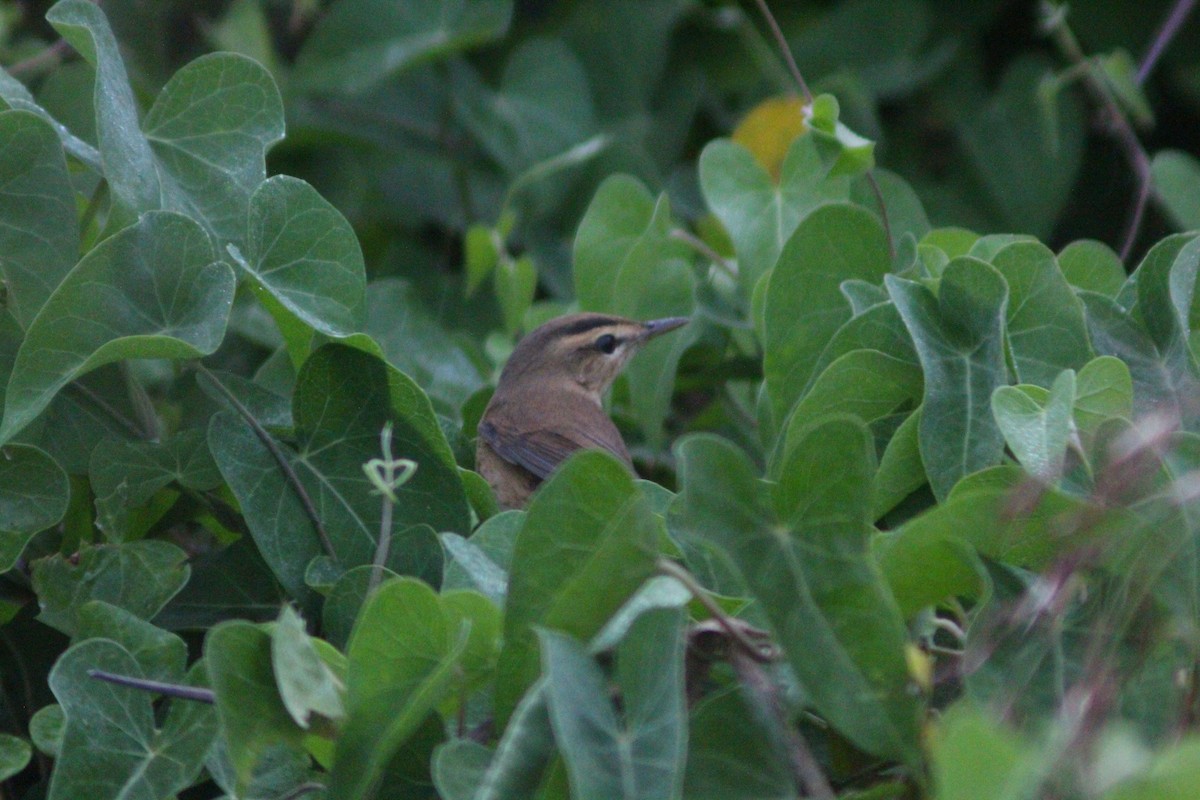 Black-browed Reed Warbler - ML642958692