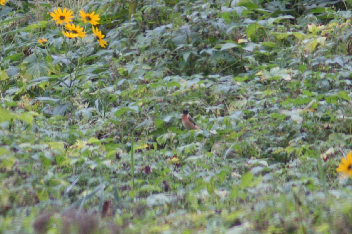 Amur Stonechat - ML642958693