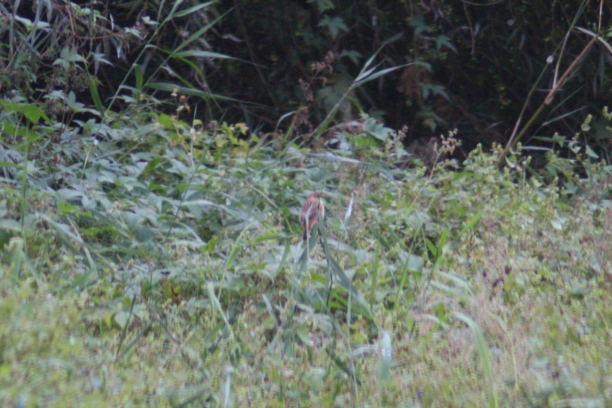 Amur Stonechat - ML642958694
