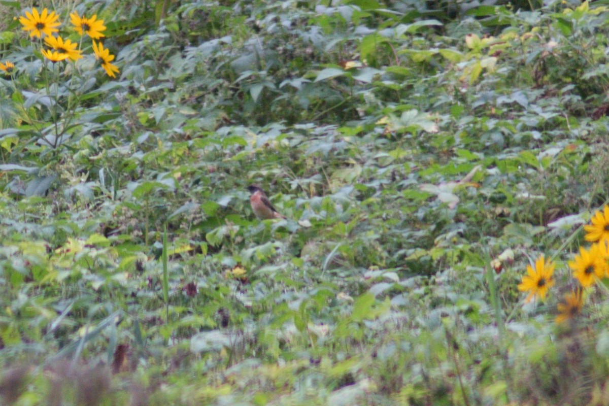 Amur Stonechat - ML642958695