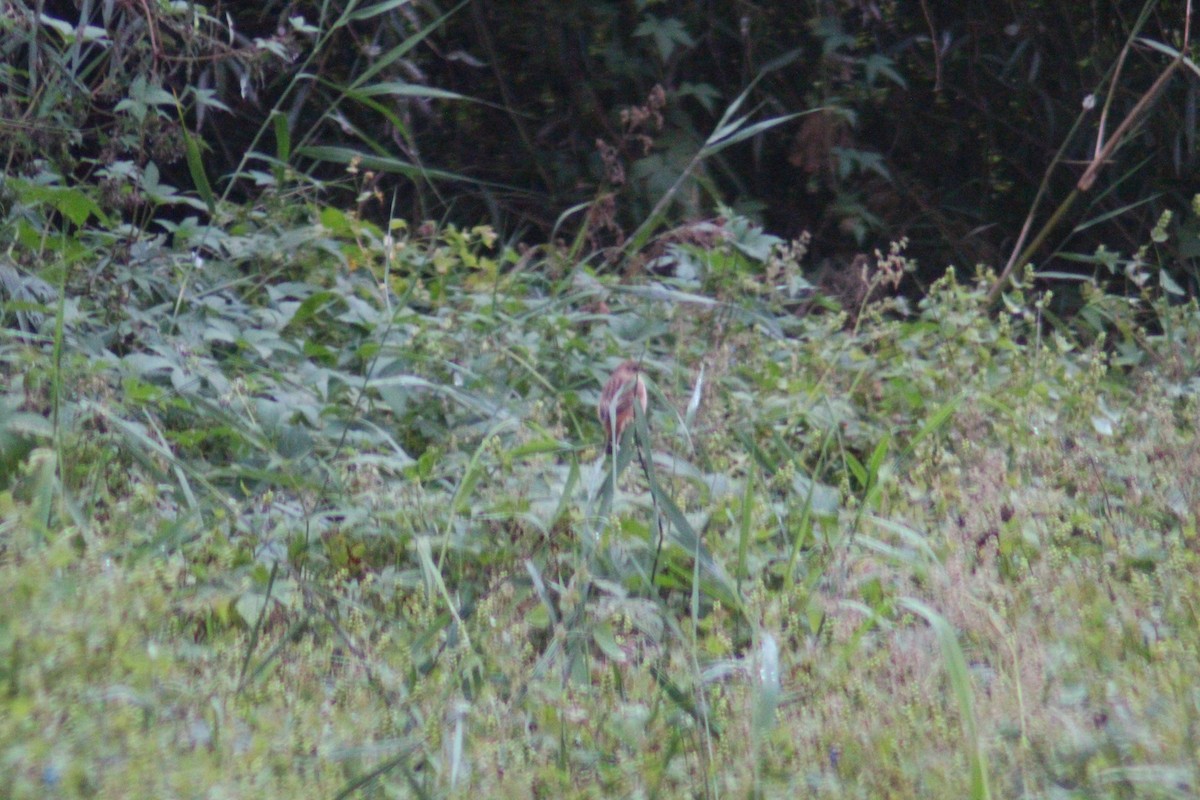 Amur Stonechat - ML642958696