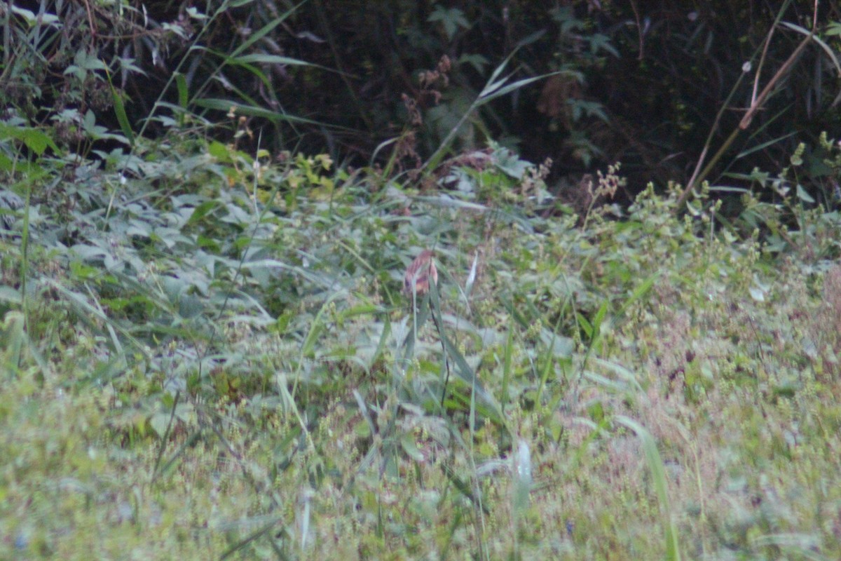 Amur Stonechat - ML642958697