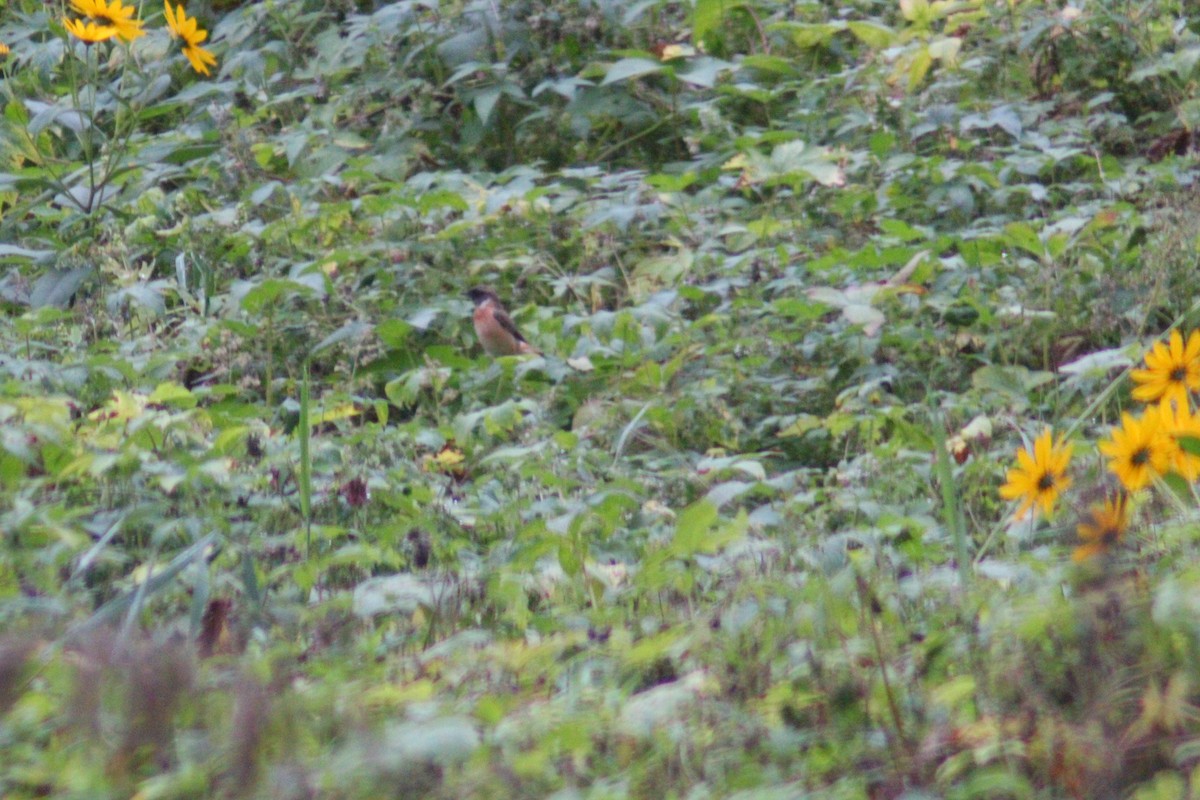 Amur Stonechat - ML642958698