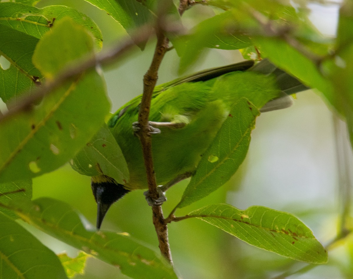Jerdon's Leafbird - ML642958700