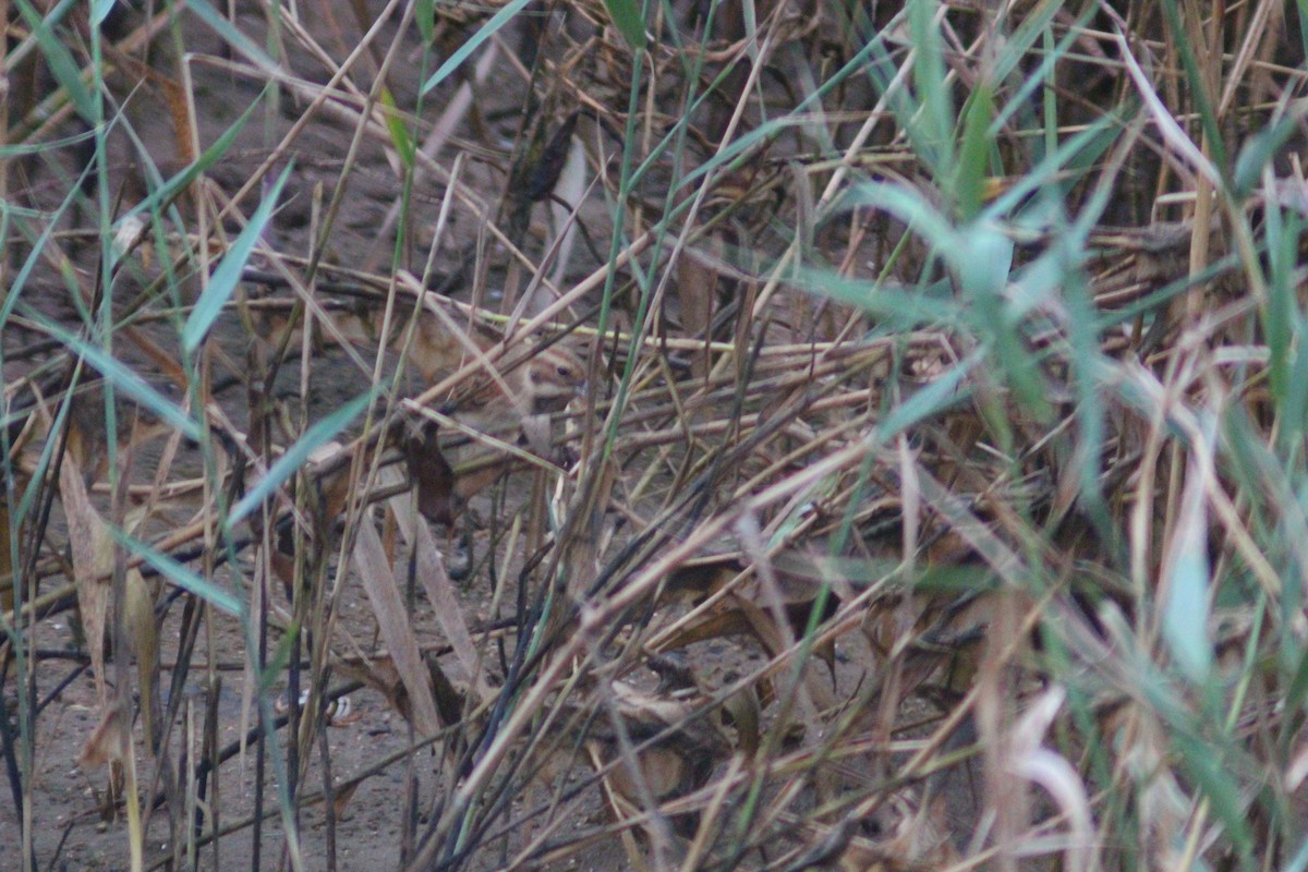Rustic Bunting - ML642958701