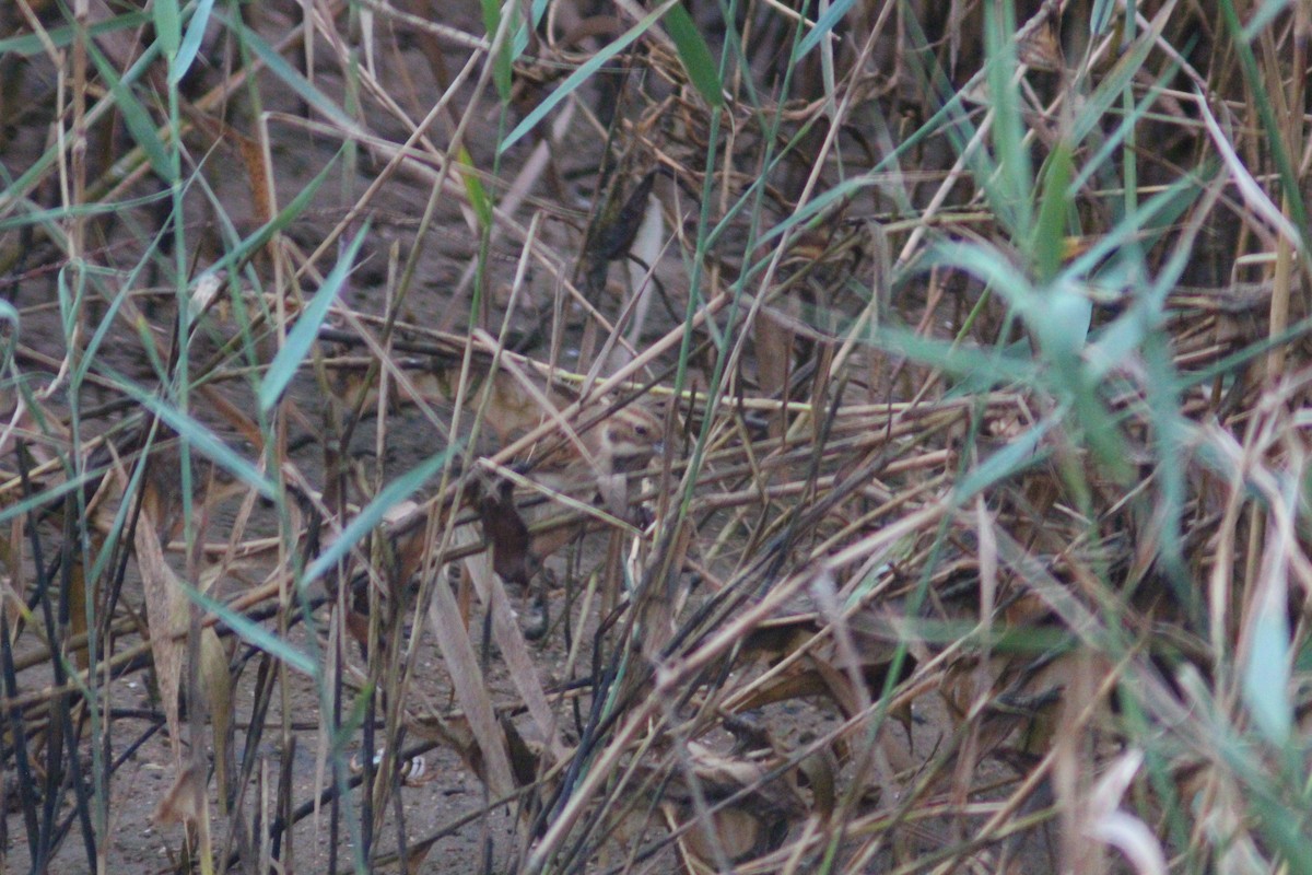 Rustic Bunting - ML642958702