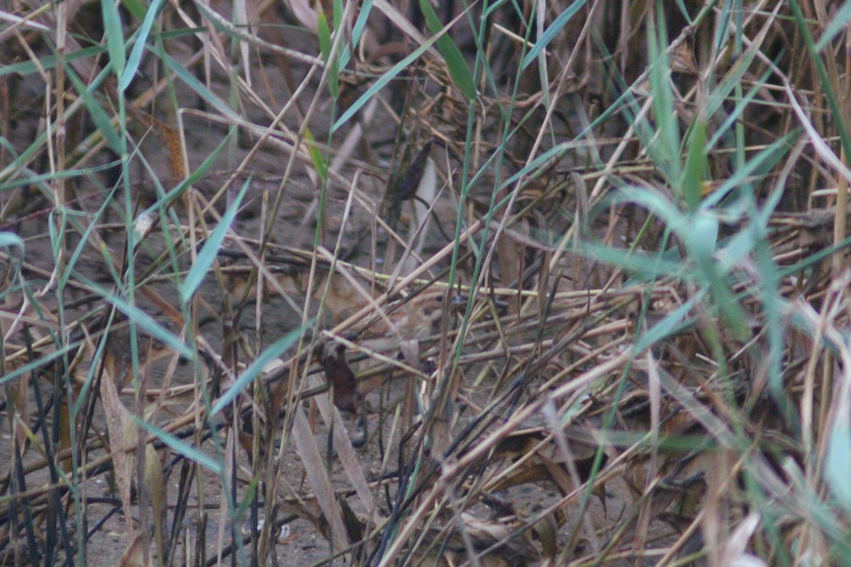 Rustic Bunting - ML642958703