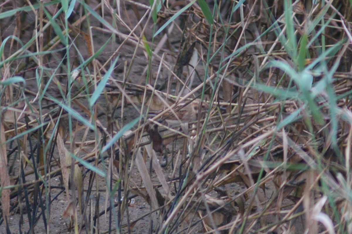 Rustic Bunting - ML642958704