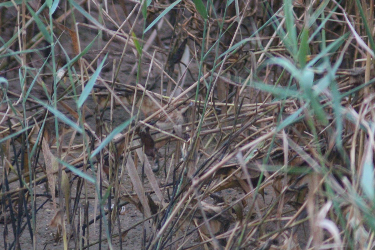 Rustic Bunting - ML642958705