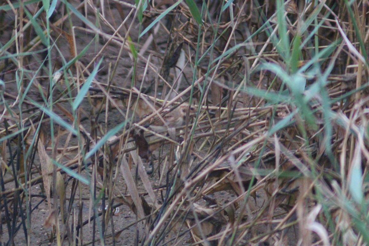 Rustic Bunting - ML642958706