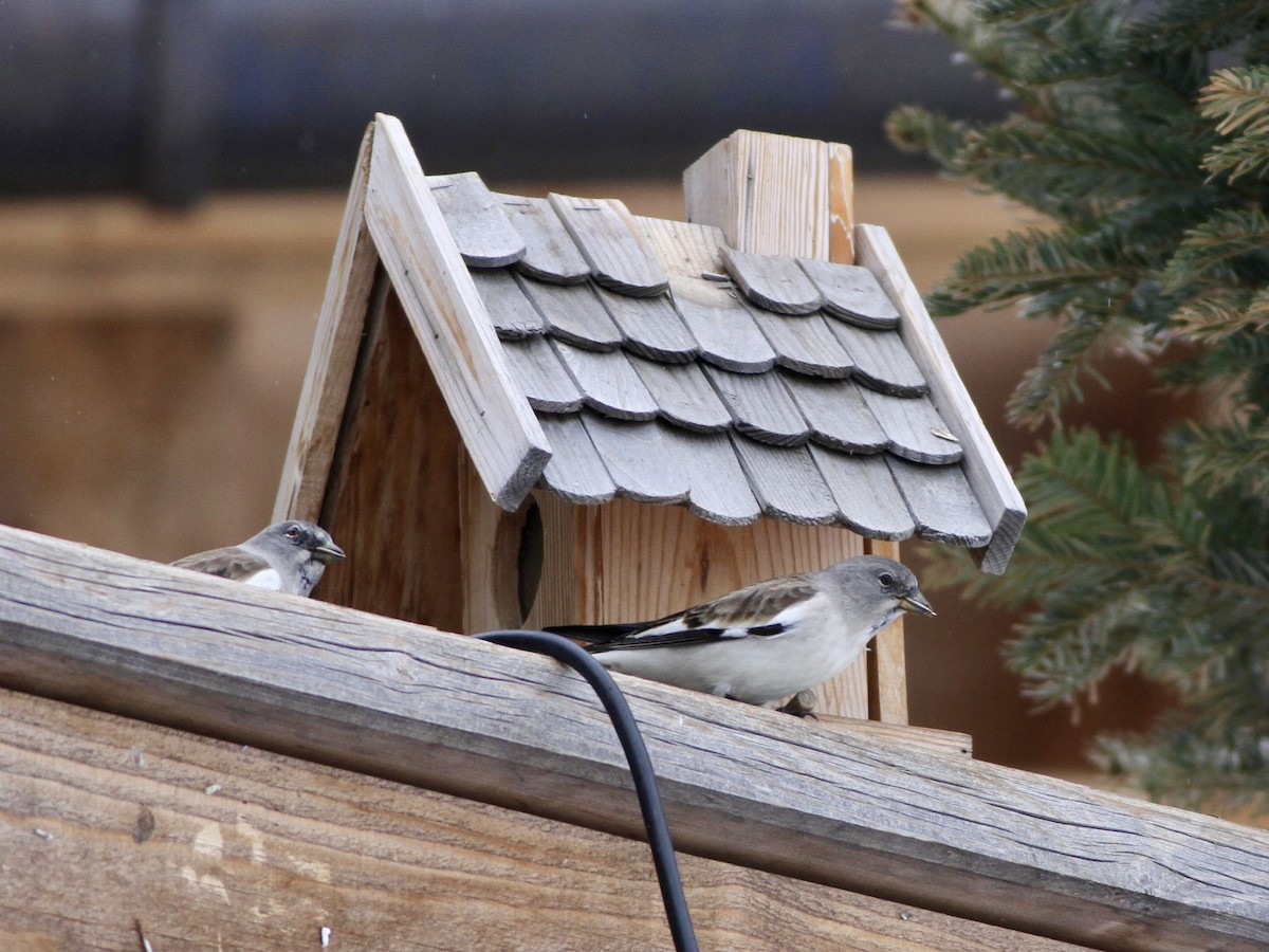 White-winged Snowfinch - ML642958708