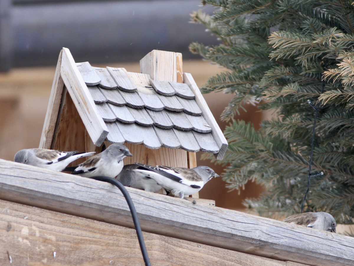 White-winged Snowfinch - ML642958709