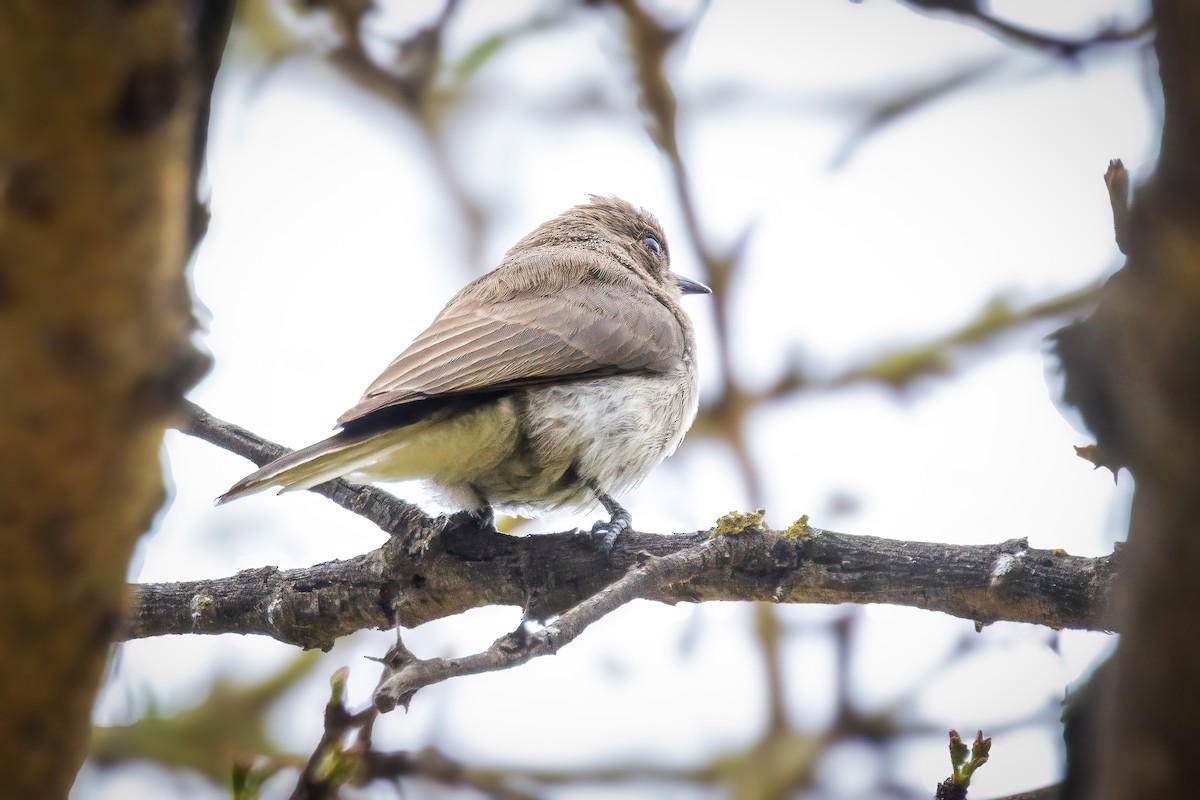 Brown-backed Honeybird - ML642958757
