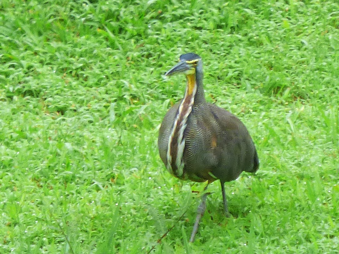 Bare-throated Tiger-Heron - ML642958758