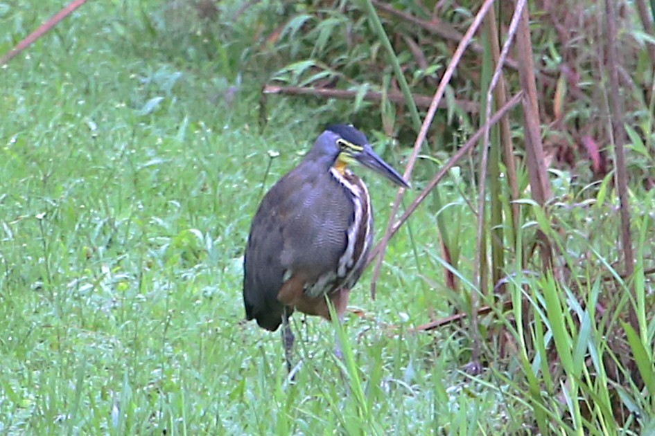 Bare-throated Tiger-Heron - ML642958759