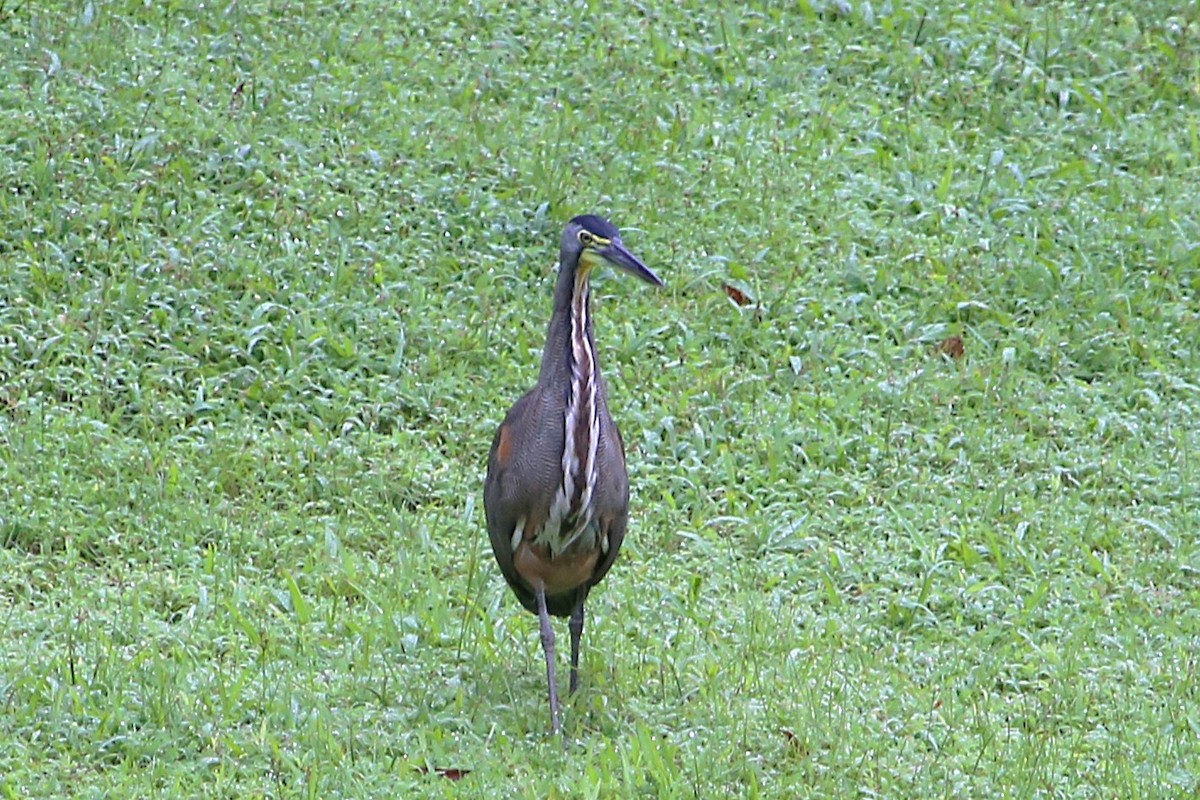 Bare-throated Tiger-Heron - ML642958760