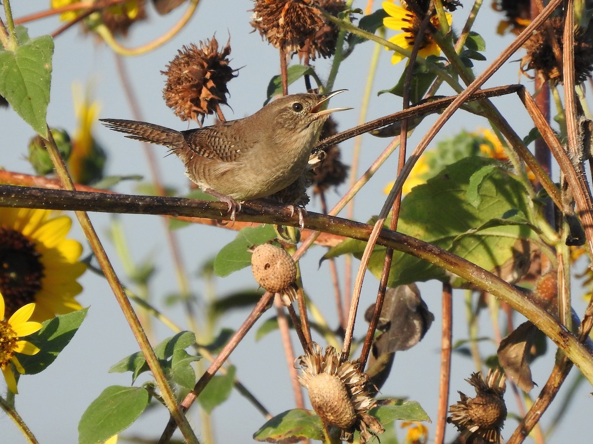 Northern House Wren - ML642958764