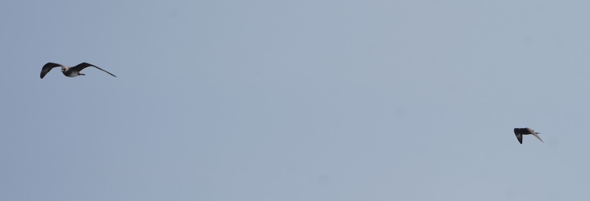 Long-tailed Jaeger - ML642958766