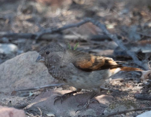 Black-headed Canary - ML642958767