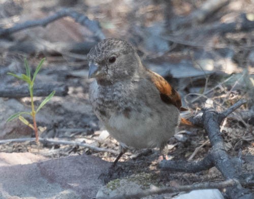 Black-headed Canary - ML642958768