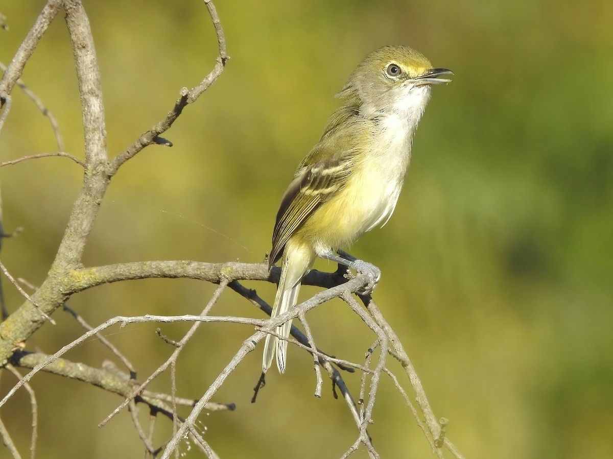 White-eyed Vireo - ML642958769
