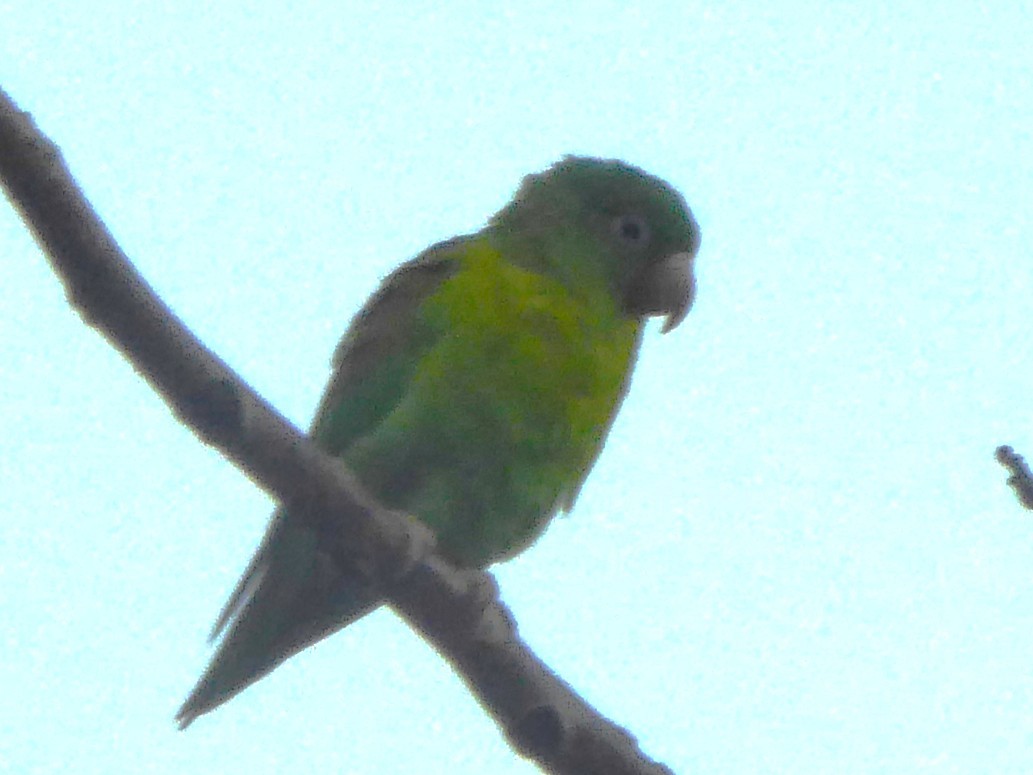 Orange-chinned Parakeet - ML642958773