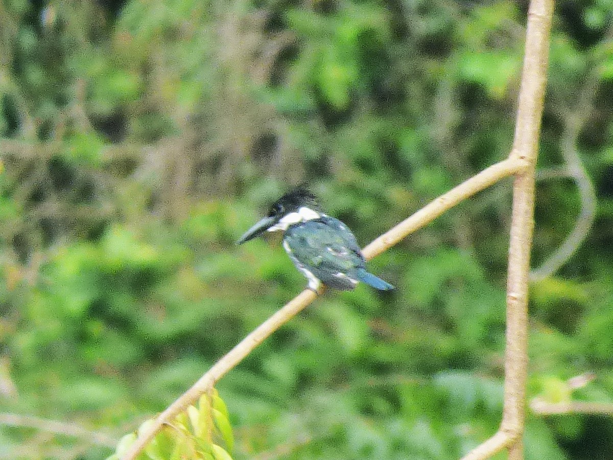 Amazon Kingfisher - ML642958781