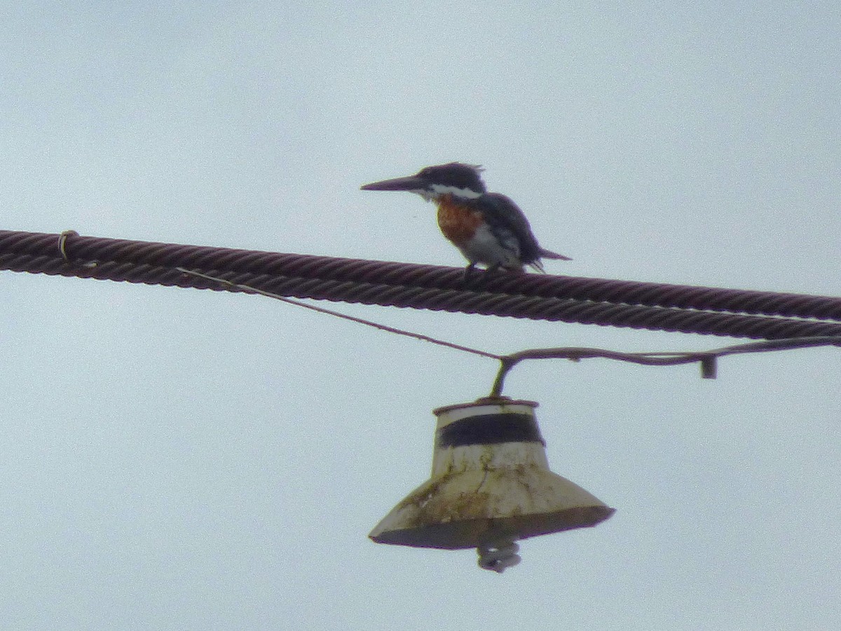 Amazon Kingfisher - ML642958782