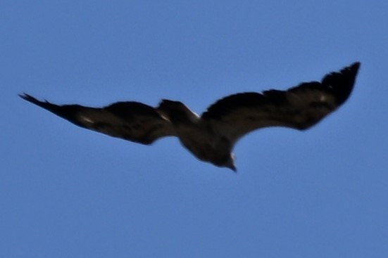 White-bellied Sea-Eagle - ML642958785