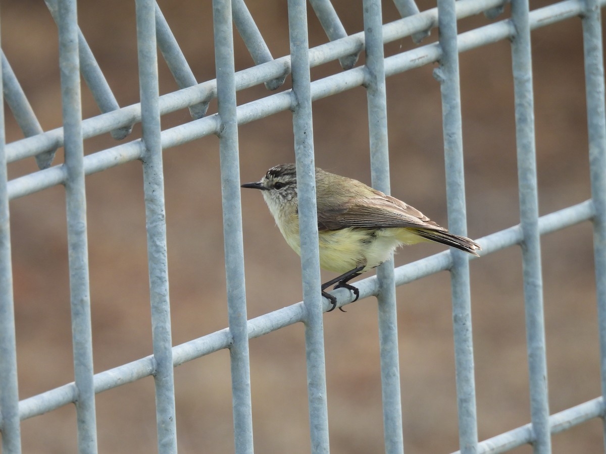 Yellow-rumped Thornbill - ML642958788